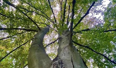 Трёхсотлетний бук в Железноводске внесут в реестр старовозрастных деревьев России